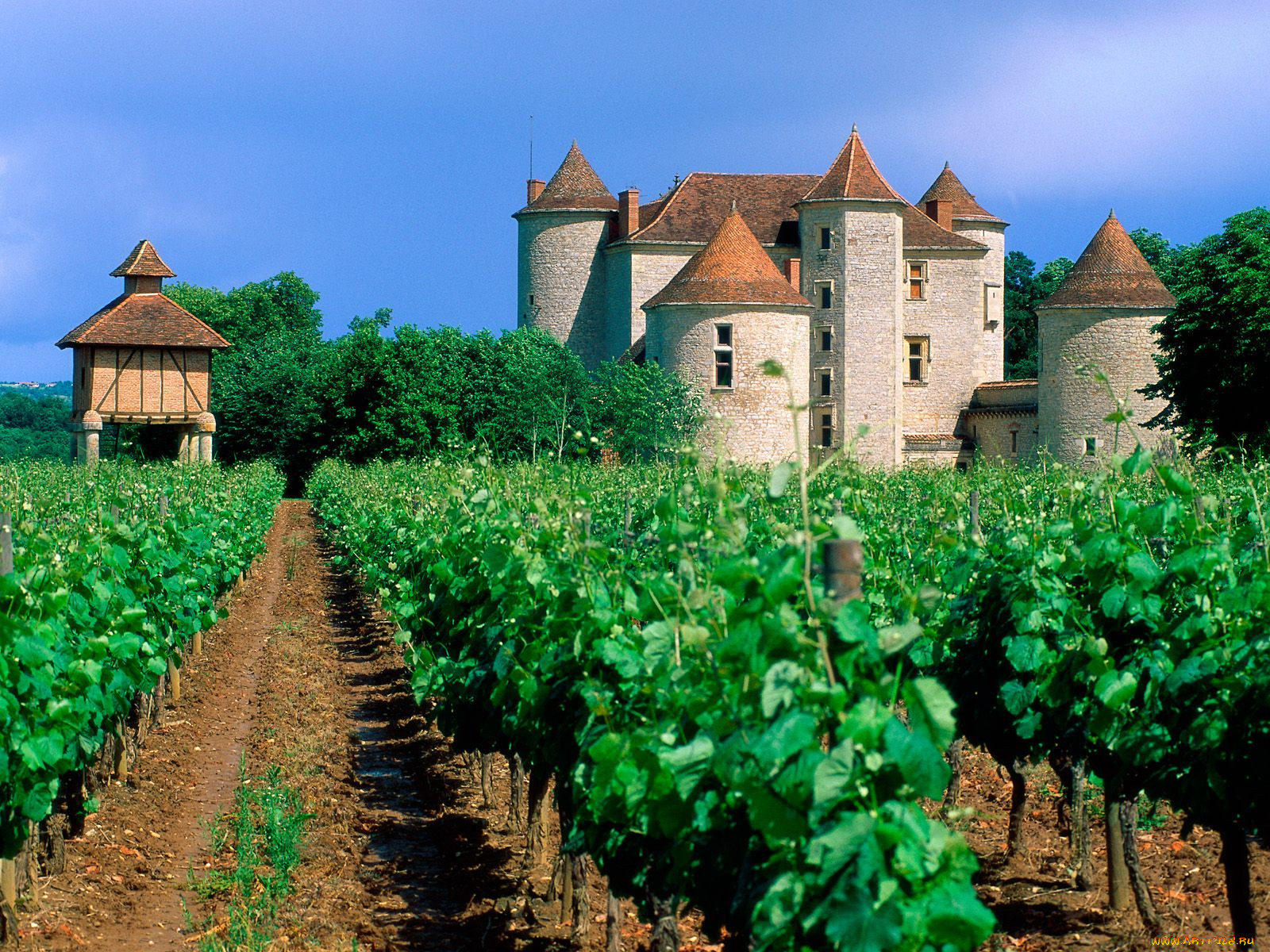 vineyard, cahors, lot, valley, france, 